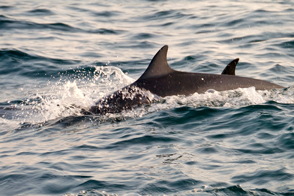 Dolphins Swimming