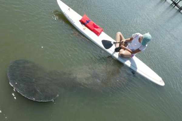 Image of kayak and manatee